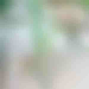 Augalų kritimo stabdiklis | ROOTZI